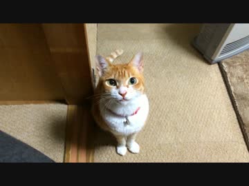 【２号】超ガン見して飛び乗ってくるぬこww(おいでVer)【ネコ】