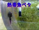 【熱帯魚ベタ】　泡巣をつくってみた！　【アミたん♂】