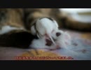 【#313】 仲良く日向ぼっこ　【猫万歳】