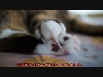 【#313】 仲良く日向ぼっこ　【猫万歳】