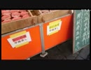 SD氏　魚介類食べつくし ホタテ 3/6 2015/1/31