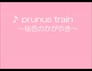 【初音ミク】 prunus train ～桜色のかがやき～ （オリジナル by saku）