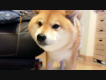 はな　リンゴ( *'ω')ŧ‹"ŧ‹"
