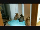 【拾い猫】パパのお風呂が気になる。