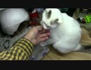 【生後287日】きょうの仔猫【蒼民家の猫々】