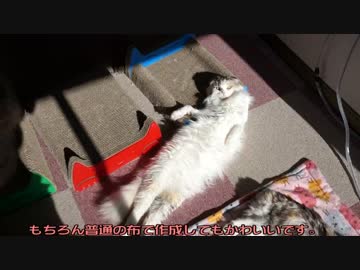 【#314】 光で遊ぶ　【猫万歳】