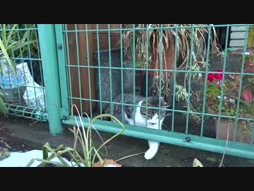 公園の子猫、生涯初の雪にビビる