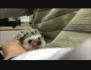 ハリネズミのイムちゃん、抱っこなう。