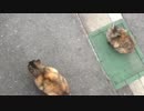 新年初お猫さまの巻