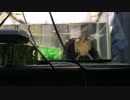 亀飼育105週間