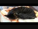 うちの猫の寝姿を撮影してみた（２月１日）
