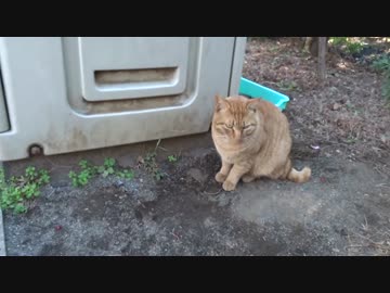 【公園猫戦争】激突！茶トラ3兄弟VS老猫エクスペンダブルズ