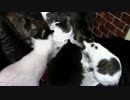 こんしゅうのおやつ【蒼民家の猫々】