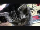 【生後288日】きょうの仔猫_B【蒼民家の猫々】