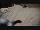 【#315】 就寝前子猫大運動会　【猫万歳】