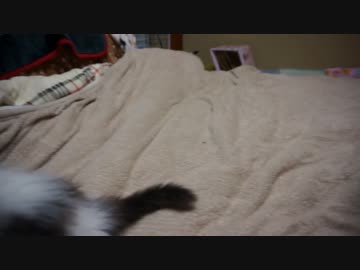 【#315】 就寝前子猫大運動会　【猫万歳】