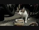 ちび猫.. ワン！