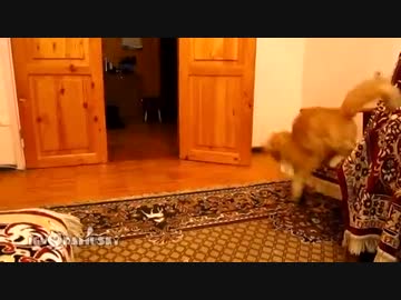 スーパーマリオのジャンプ音に過剰反応する猫