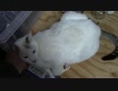 【生後289日】きょうの仔猫【蒼民家の猫々】