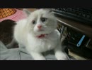 モコモコ日記part2