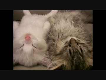 【耳かきボイス】お姉さん耳かき【コラボ】