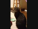 うちのねことhappy birthday to youを歌いました。