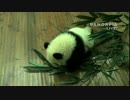 2015年1月31日中継のハイライト 七巧はおしっこをして飼育員さんが拭きに来る。