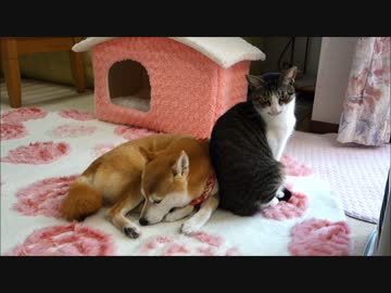 なかよくなりたい柴犬たちと猫