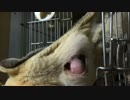 【動画/フクロモモンガ】お腹の赤ちゃん
