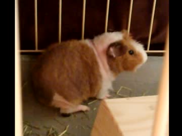 節分に衝撃！　モルモットが恵方を向いた瞬間をとらえた貴重映像