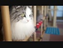 【#316】 猫は我が家の幸せの証　【猫万歳】