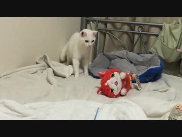 【宇宙猫】保護猫、ジバニャン（ぬいぐるみ）へのリベンジに挑む