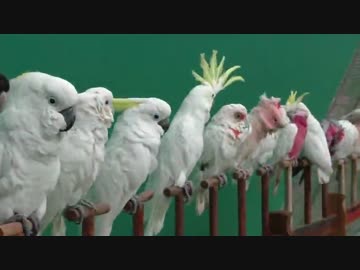 スリランカの鳥動物園がすごすぎる件