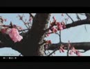 【歌帆】春に一番近い街【歌ってみた】