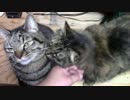 【生後290日】きょうの仔猫【蒼民家の猫々】