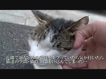 人懐こい猫たち、集まってまさかの猫時空を形成する