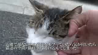 人懐こい猫たち、集まってまさかの猫時空を形成する