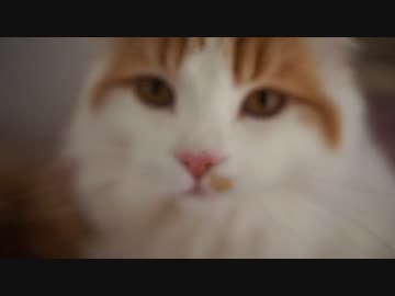 【#317】 ふさふさ家族　【猫万歳】