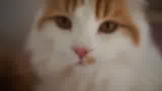 【#317】 ふさふさ家族　【猫万歳】