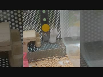 バック転（？）の練習をするハムスター