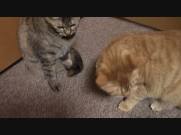 拾いねこ＠生後946/913日目　今うｐしながら気付いた事実