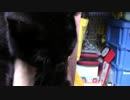 【生後291日】きょうの仔猫【蒼民家の猫々】