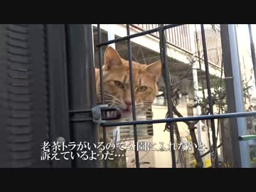 【公園猫戦争】老猫の逆襲！老茶トラ、若い茶トラを走らす