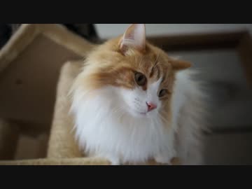 【#318】 猫に話しかける　【猫万歳】