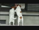 わんちゃんの猛烈しっぽふりふり動画 長い子短い子の振り方比較動画