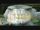 ハシビロコウが往く（Part24）A1強襲