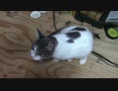 【生後292日】きょうの仔猫【蒼民家の猫々】