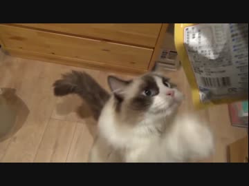 ラグドールのレオ　Vol61 おやつに大興奮の猫