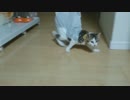 ビニール袋と一体化した子猫が動き回る