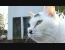 おとなしい牛柄猫